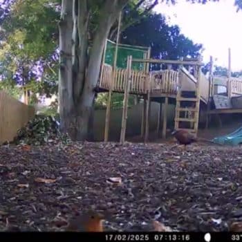 WILDLIFE CAMERA WILDLIFE CAMERA